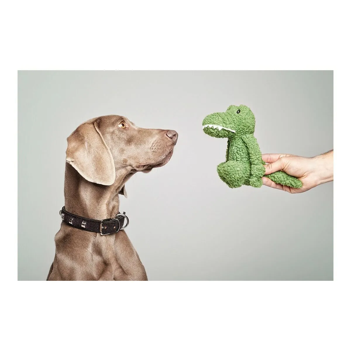 Dog Toy by Gloria Pinky Crocodile Green