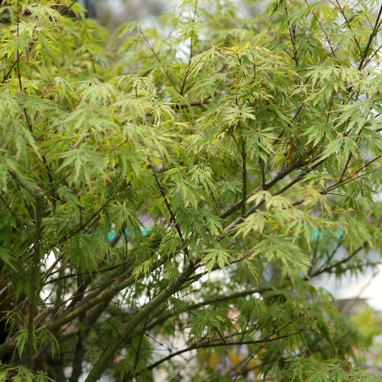 Viridis Japanese Maple